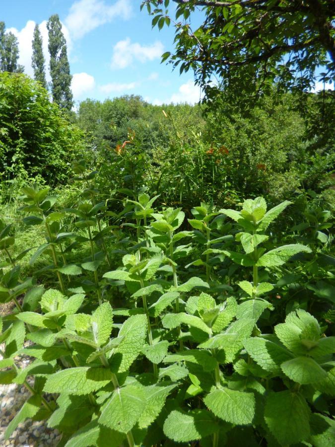 Bed and Breakfast Le Moulin De Cors Oulches Exterior foto